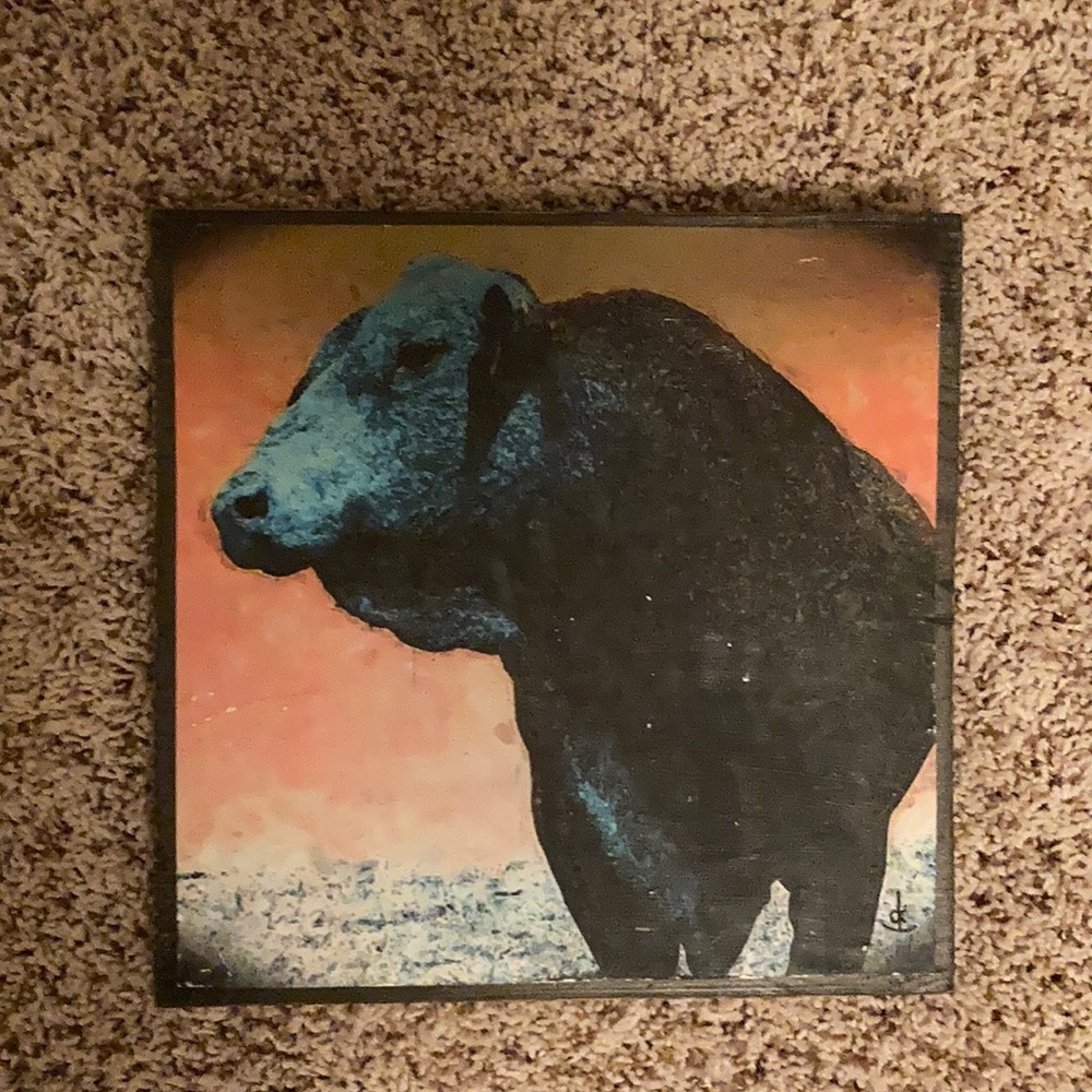 Cow picture